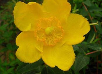HYPERICUM HIDCOTE