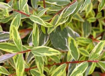 HYPERICUM MOS. TRICOLOR