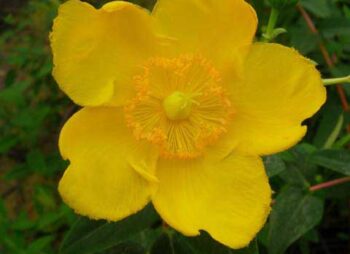 HYPERICUM MOSERIANUM