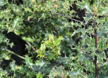 ILEX AQUIFOLIUM