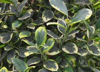 ILEX GOLDEN KING