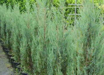 JUNIPERUS BLUE ARROW  80-100