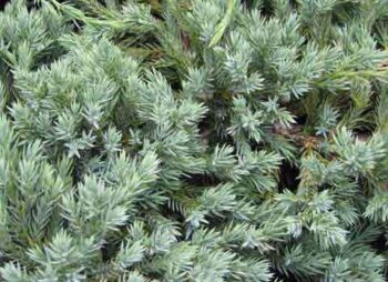 JUNIPERUS BLUE CARPET