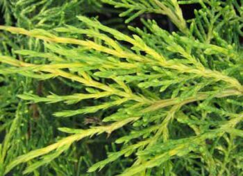 JUNIPERUS PFITZ. AUREA