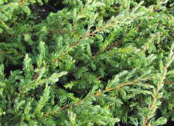 JUNIPERUS REPANDA
