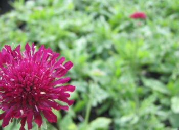 KNAUTIA MACEDONICA