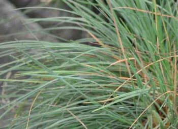 KOELERIA GLAUCA