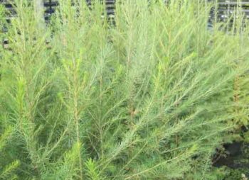 LARIX DECIDUA