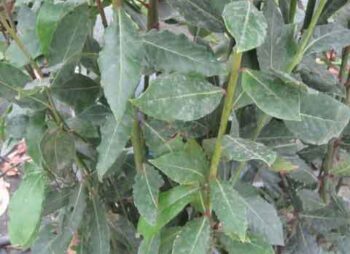 LAURUS NOBILIS