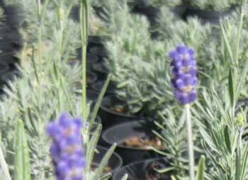 LAVANDULA HIDCOTE