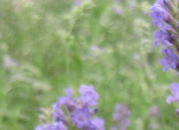 LAVANDULA MUNSTEAD