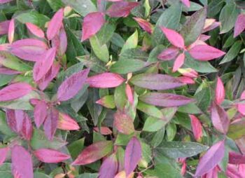 LEUCOTHOE SCARLETTA