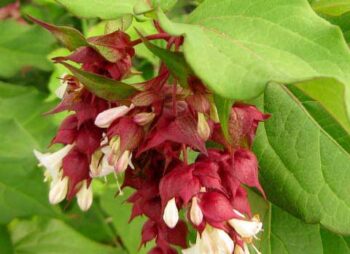LEYCESTERIA FORMOSA
