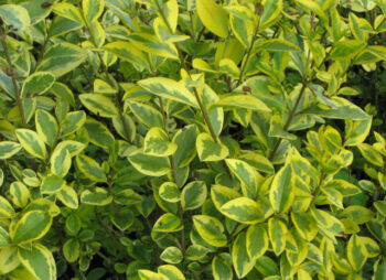 LIGUSTRUM OVAL. AUREUM