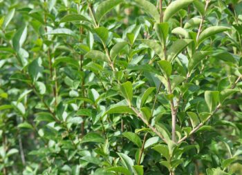LIGUSTRUM OVALIFOLIUM