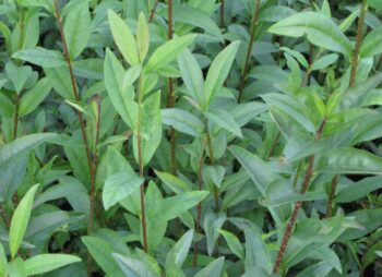 LIGUSTRUM VULGARE