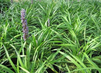 LIRIOPE MUS. MONEY MAKER