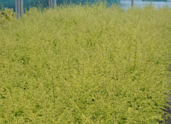 LONICERA BAGGESCENS GOLD