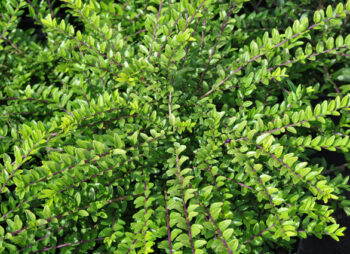 LONICERA MAIGREEN