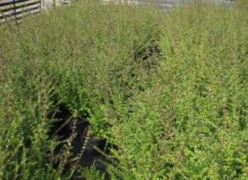 LONICERA NITIDA