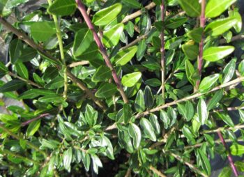 LONICERA PILEATA