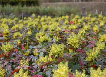 MAHONIA AQU. ATROPURPUREA