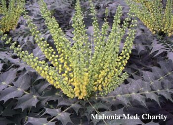 MAHONIA CHARITY