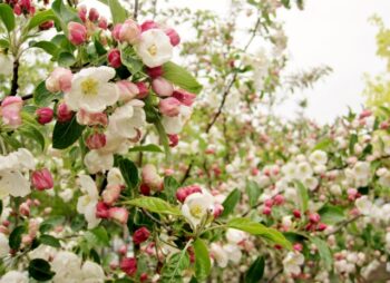 MALUS EVEREST 12-14
