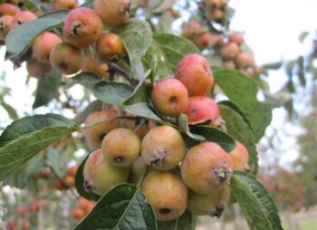 MALUS EVEREST 8-10