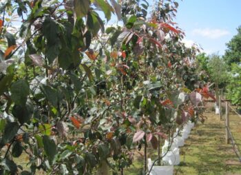 MALUS MOKUM 8-10