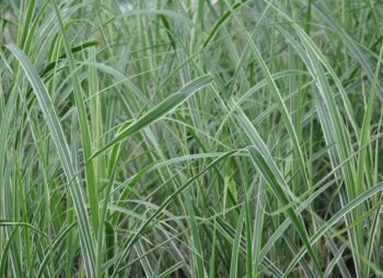 MISCANTHUS COSMOPOLITAN