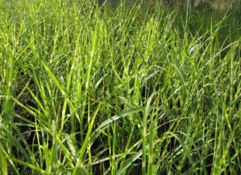 MISCANTHUS SINENSIS STRICTUS