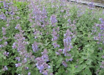 NEPETA SIX HILLS GIANT