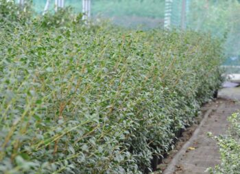OSMANTHUS BURKWOODII