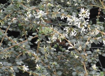 OSMANTHUS DELAVAYI