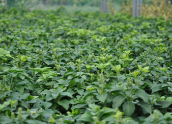 PACHYSANDRA GREEN CARPET