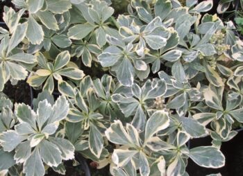 PACHYSANDRA TERM. VARIEGATA