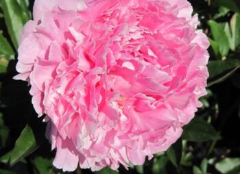 PAEONIA SARAH BERNHARDT