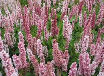 PERSICARIA DARJEELING RED