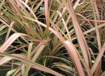 PHORMIUM EVENING GLOW