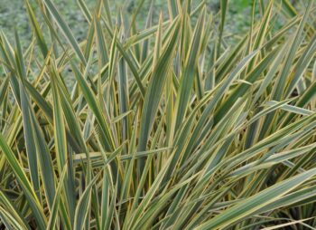 PHORMIUM GOLD RAY