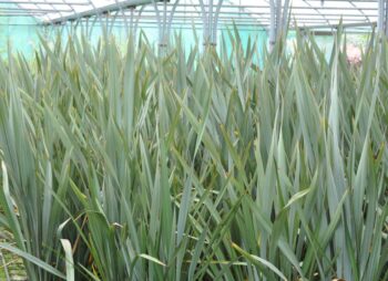 PHORMIUM TENAX