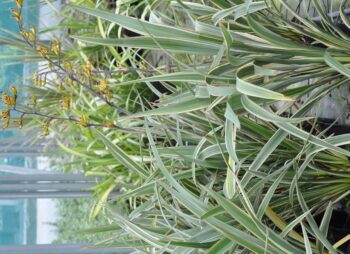 PHORMIUM TRICOLOR