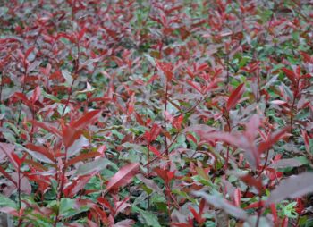 PHOTINIA FR. RED ROBIN