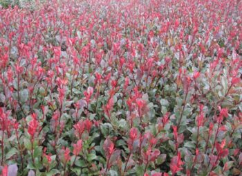 PHOTINIA LITTLE RED ROBIN