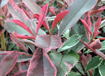 PHOTINIA PINK MARBLE HALF STD
