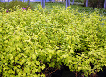 PHYSOCARPUS DARTS GOLD