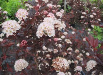 PHYSOCARPUS OPU. RED BARON