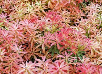 PIERIS FLAMING SILVER