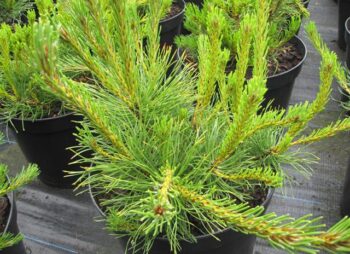 PINUS MUGO MUGHUS